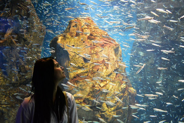 Osaka Aquarium via youmademelikeyou.com 